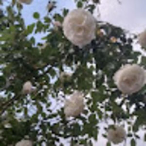 🍓🖤Combining Cottagecore and Emo is my specialty 🖤🍓